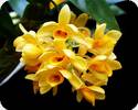 Dendrobium sulcatum